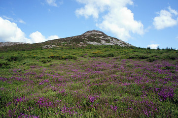 Fototapeta na wymiar Thickets of gorse and heather on the western slope of the Great Sugar Loaf Mountain.Ireland.