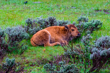 Little one in Yellowstone, Wyoming, USA