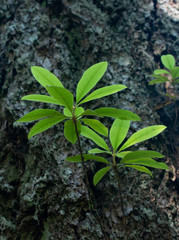 An ecosystem at the bottom of a Redwood Rain Forest.