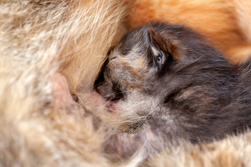 Newborn kitten eating - cat nurse feeding her kittens in close