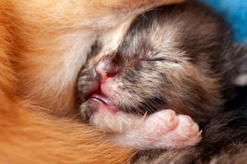Fototapeta na wymiar Very close small kittens - newborn cats
