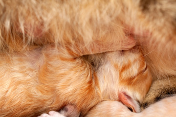 Newborn kitten eating - cat nurse feeding her kittens in close