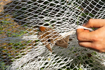 concept, reserve, the sparrow is entangled trapped in a white net and the man wants to free him, the environmentalist frees the bird from the net
