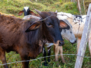 Young Oxen living free in the filed - livestock cattle