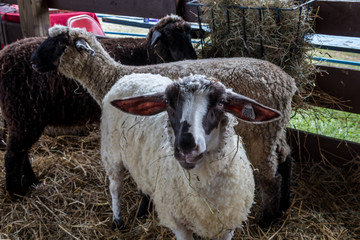 Suffolk sheep, Ovis aries, has white fur and a black face, in a pen at the county fair
