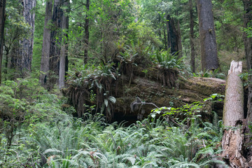 An ecosystem at the bottom of a Redwood Rain Forest.
