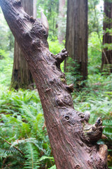 Fototapeta premium A bump on a log!