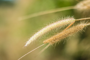 Obraz premium close up of grass