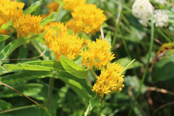 Yellow butterfly weed flowers at Somme Prairie Nature Preserve