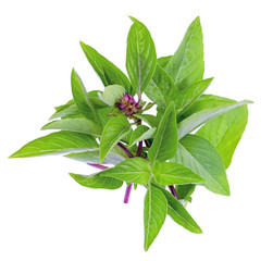 Pile of Sweet Basil or Thai basil isolated on white background.