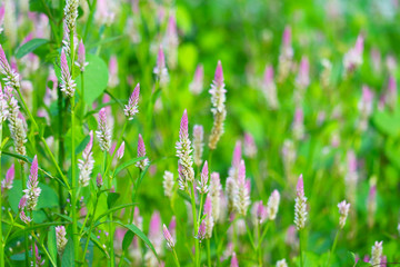 Fototapeta na wymiar celosia argentea pink color flowers blooming in garden blur green leaves