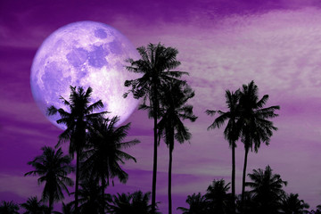 full harvest purple moon on sky and silhouette coconut palm trees