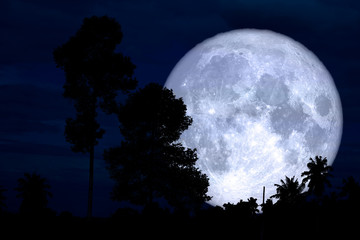 Fototapeta na wymiar full sturgeon moon on the night red sky back silhouette branch tree
