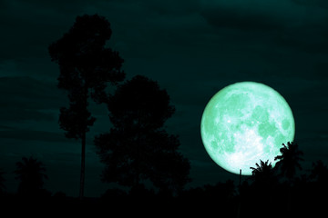green sturgeon moon on the night red sky back silhouette branch tree