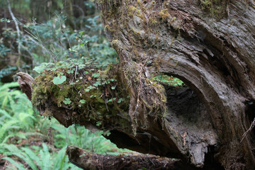 Natural Abstractions deep in the rainforest