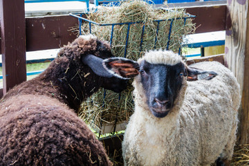 Suffolk sheep, Ovis aries, has white fur and a black face, in a pen at the county fair