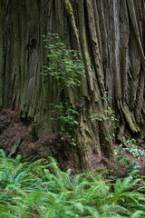 Life after death, a natural event on a forest floor