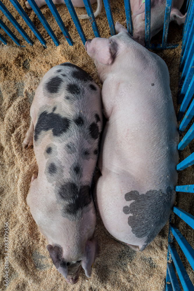 Wall mural Two young large pigs lay asleep on a bed of wood shavings at county fair, top view