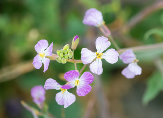 Flowers, succulents and sunshine