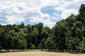 green park with trees and bushes on grass in summertime