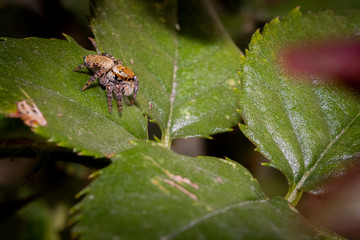 バラに住むクモ