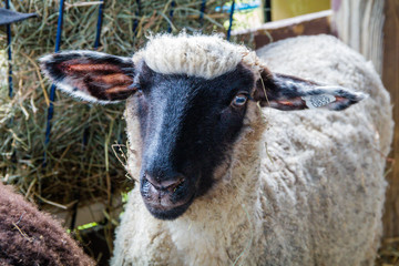 Suffolk sheep, Ovis aries, has white fur and a black face, in a pen at the county fair