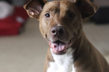 Smiling Pitbull Dog