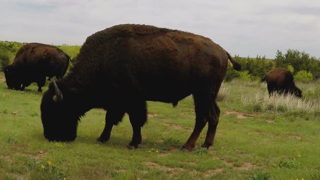 Grazing Buffalo On Green Prairie- Caprock Canyon State Park