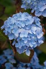 Flowers, succulents and sunshine