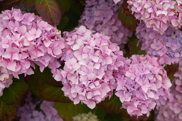 Flowers, succulents and sunshine