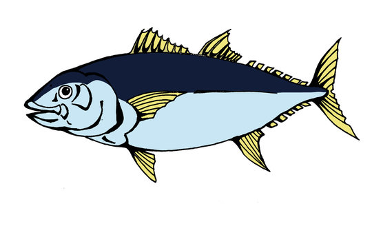 blue tuna fish with yellow fins clip art preview