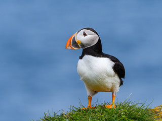 Atlantic Puffin Standing on Cliff's Rock with Green Grass against Blue Sea Water Background, Portrait