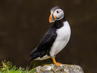 Atlantic Puffin Standing on Rock, Closeup Portrait on Dark Brown Background