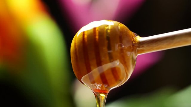 Pouring from honey dipper on blurred flower background. Honey dripping, Healthy organic Thick honey dipping from the wooden honey spoon, Close-up 4K footage