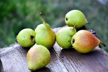 Ripe pear fruit in the garden on a summer board on a summer day.