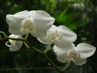 Fototapeta na wymiar Orquídea Blanca