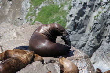 seal in zoo