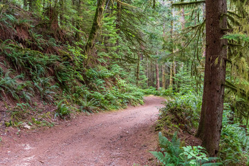 View at Mountain Trail in British Columbia, Canada. Mountains Background. DeBeck Trail.