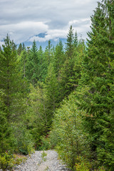 Fototapeta premium View at Mountain Trail in British Columbia, Canada. Mountains Background. DeBeck Trail.