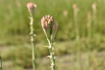 Tuberose or rajnigandha, is a night blooming flower, blooming in a garden