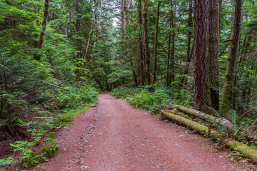 Fototapeta premium View at Mountain Trail in British Columbia, Canada. Mountains Background. DeBeck Trail.