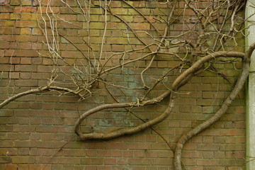 Wood branch on brick wall
