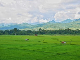 Fototapeta na wymiar Rice field and hills in Nan province, Thailand.