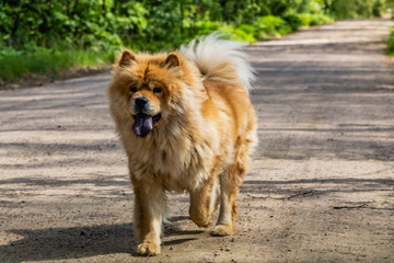 Plakat Beautiful dog Chow Chow runs along the forest road with his tongue sticking out