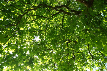 Green leaves of a tree in spring