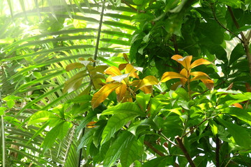 Yellow flowers in the garden