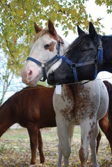 Obraz premium Horses 