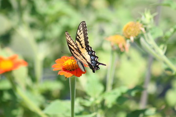 Tiger Swollowtail Butterfly 2019