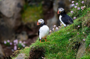 puffins