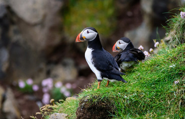 puffins